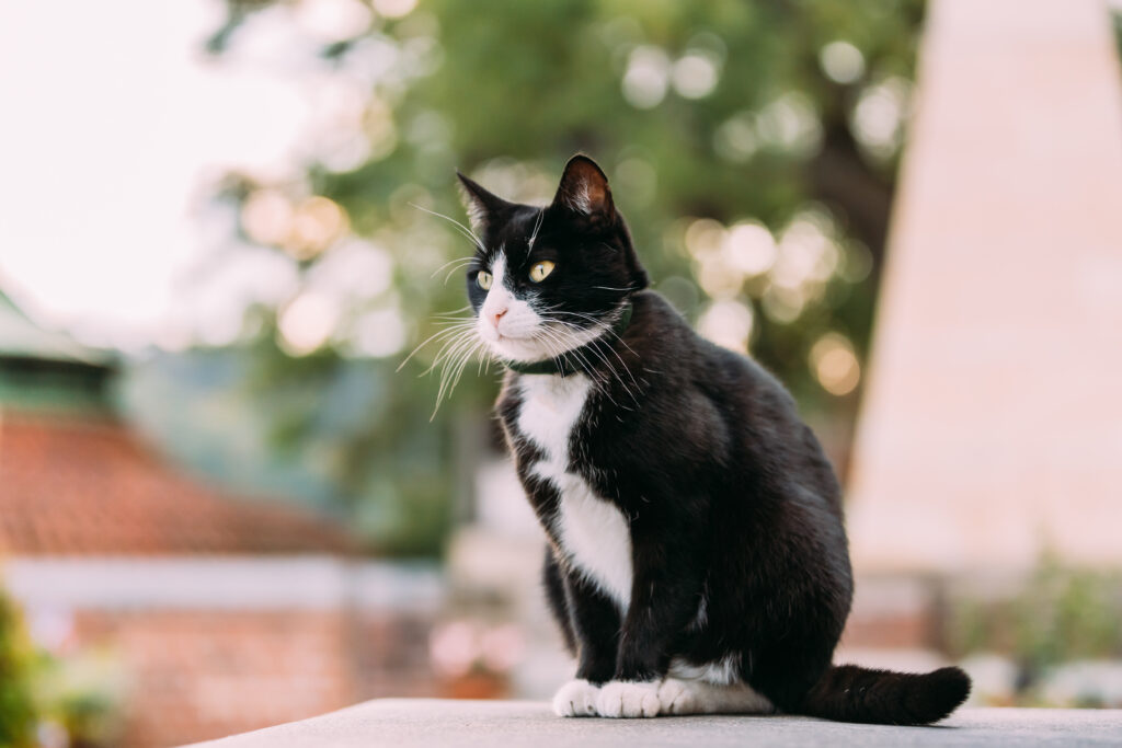 Beau chat noir et blanc, assis sur un muret et regardant au loin